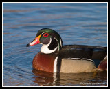 Male Wood Duck