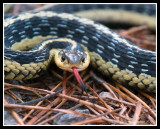 Garter Snake