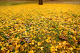 Ponca City Leaves