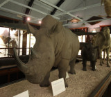 Natural History Museum, Tring