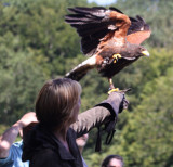 Adler und Wolfspark Kasselburg