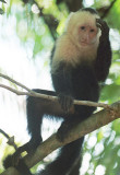 Capuchin (2)