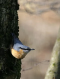 Kleiber / Eurasian Nuthatch