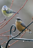 Kleiber / Eurasian Nuthatch and Blaumeise / Blue Tit