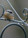 Kleiber / Eurasian Nuthatch