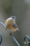 Kleiber / Eurasian Nuthatch