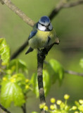 Blaumeise / Blue Tit