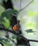 Rotkehlchen / European Robin