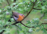 Rotkehlchen / European Robin