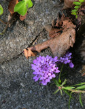 Herbststudie... / fall study under my balcony...