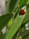 Marienkferchen / Ladybug