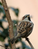 Haussperling / House Sparrow