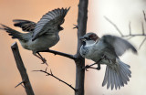 Haussperlinge / House Sparrows