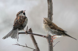 Haussperlinge/ House Sparrows