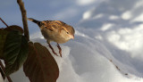 Haussperling/ House Sparrow