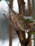 Haussperling/ House Sparrow