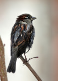 Haussperling/ House Sparrow