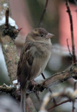 Haussperling/ House Sparrow