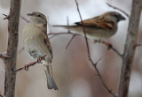 Haussperlinge/ House Sparrows