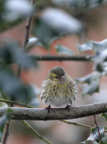 Erlenzeisig / (Eurasian) Siskin