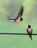 Rauchschwalben / Barn Swallows