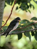 Junge Rauchschwalbe / Young Barn Swallow