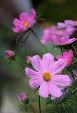 Cosmea