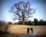 Tree In Winter