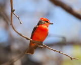 vermilion flycatcher Image0053.jpg