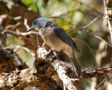 mexican jay Image0070.jpg