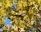 townsend warbler Image0059.jpg