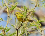 orange-crowned warbler Image0126.jpg