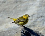 Cape May warbler DSC_1044.jpg