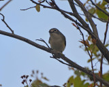 blue-headed vireo DSC_1700.jpg