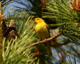 pine warbler DSC_2116.jpg