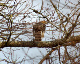 Coopers Hawk 2008_0112Image0013.jpg