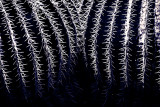 Cactus abstract