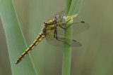 GEWONE OEVERLIBEL black tailed skimmer