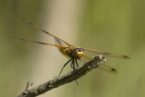 VIERVLEK  four spotted chaser