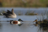 SLOBEEND northern shoveler