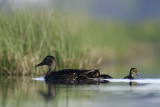 WILDE EEND  mallard