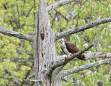 20110511_Nashua-NH_0057