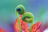 Fiddleheads