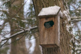 Secret Squirrel