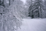 Roadside.jpg