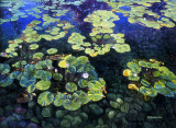 Lilypads