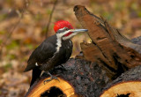 Pileated Woodpecker