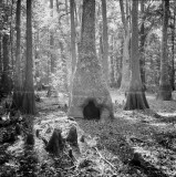 Swamp Cypress, Contre-jour