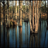 Blackwater Cypress Swamp