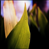  Cast Iron Plant<br><font size =2> Aspidistra elatior